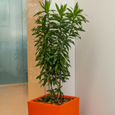 free standing plants